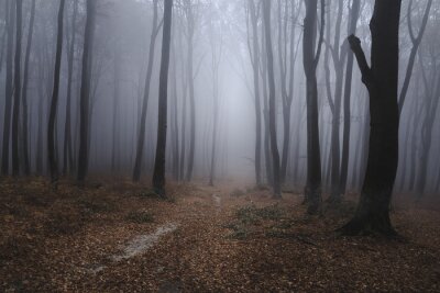 Chemin dans une forêt brumeuse