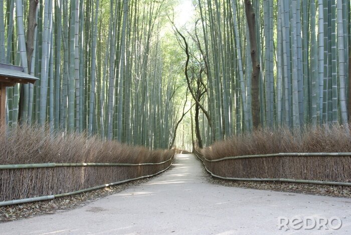 Papier peint  Chemin de la nature