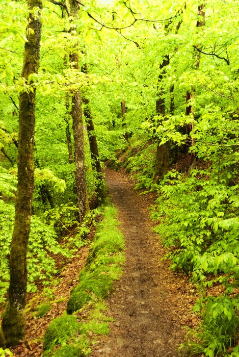 Papier peint  Chemin entre les arbres