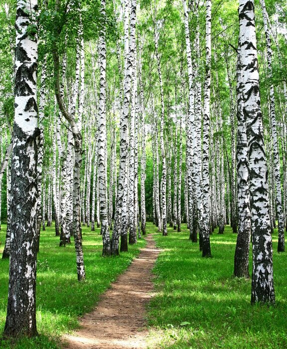 Papier peint  Chemin et bouleaux