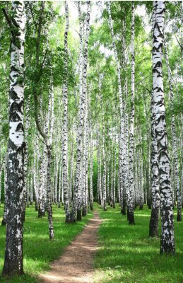 Papier peint  Chemin étroit dans une forêt de bouleaux