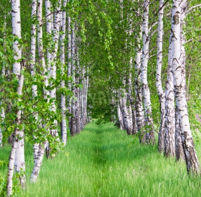 Papier peint  Chemin forestier parmi les bouleaux