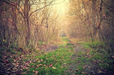 Papier peint  Chemin vide dans une forêt d'automne