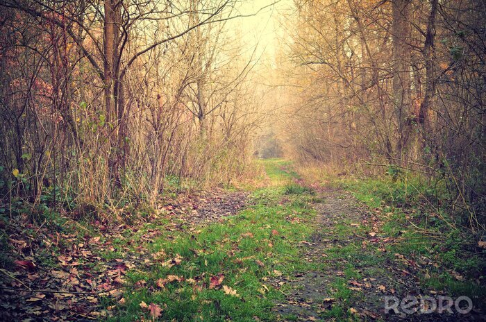 Papier peint  Chemin vide dans une forêt d'automne