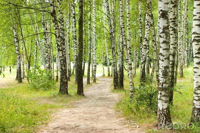 Papier peint  Chemins dans la forêt de bouleaux