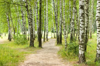 Papier peint  Chemins dans la forêt de bouleaux