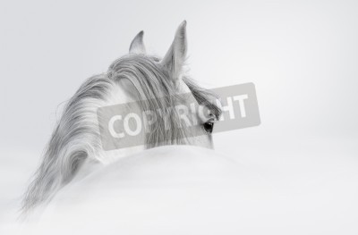 Papier peint  Cheval andalou