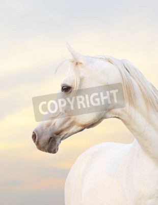 Papier peint  Cheval arabe blanc