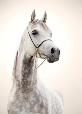 Papier peint  Cheval arabe blanc majestueux