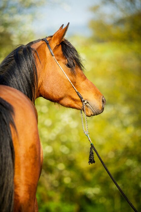 Papier peint  Cheval arabe en bride