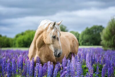 Papier peint  Cheval au milieu des fleurs mauves