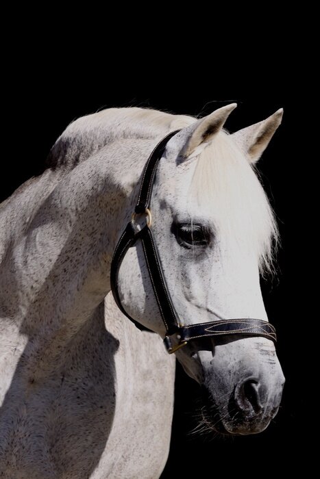 Papier peint  Cheval avec des points gris