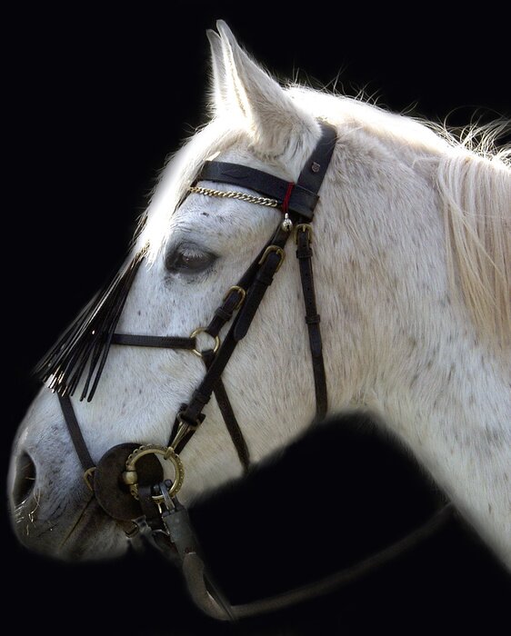 Papier peint  Cheval avec un harnais noir