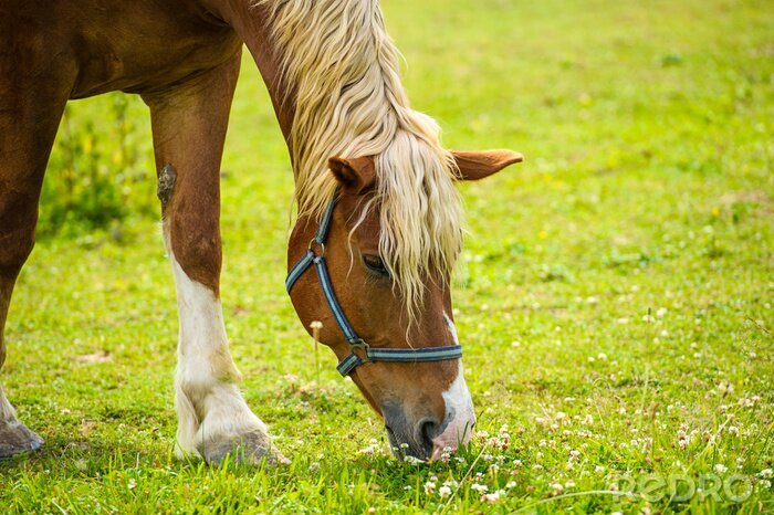 Papier peint  Cheval avec une crinière claire