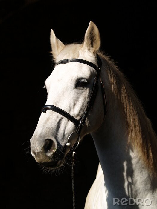 Papier peint  Cheval blanc à l'ombre