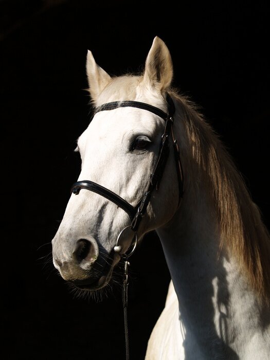 Papier peint  Cheval blanc à l'ombre