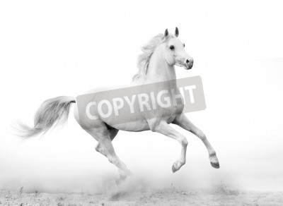 Papier peint  Cheval blanc au galop