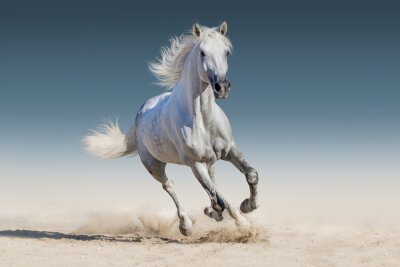 Cheval blanc courant sur le sable