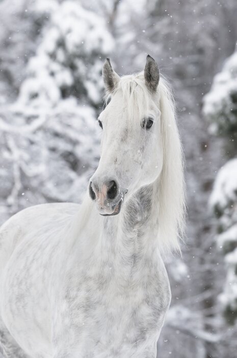 Papier peint  Cheval blanc dans la neige