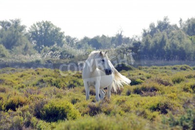 Papier peint  Cheval blanc dans la verdure