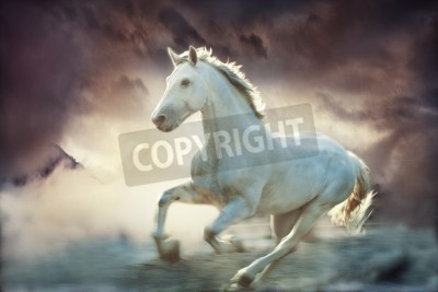 Papier peint  Cheval blanc dans le brouillard