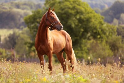 Papier peint  Cheval brun debout dans la prairie