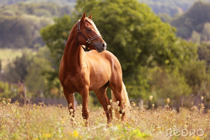 Papier peint  Cheval brun debout dans la prairie