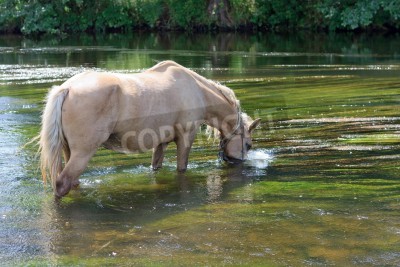 Papier peint  Cheval buvant l'eau du lac