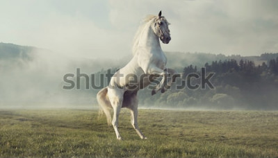 Papier peint  Cheval cabré