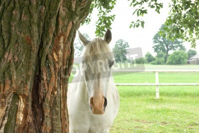 Papier peint  Cheval caché derrière un arbre
