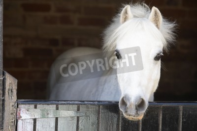 Papier peint  Cheval dans l'écurie