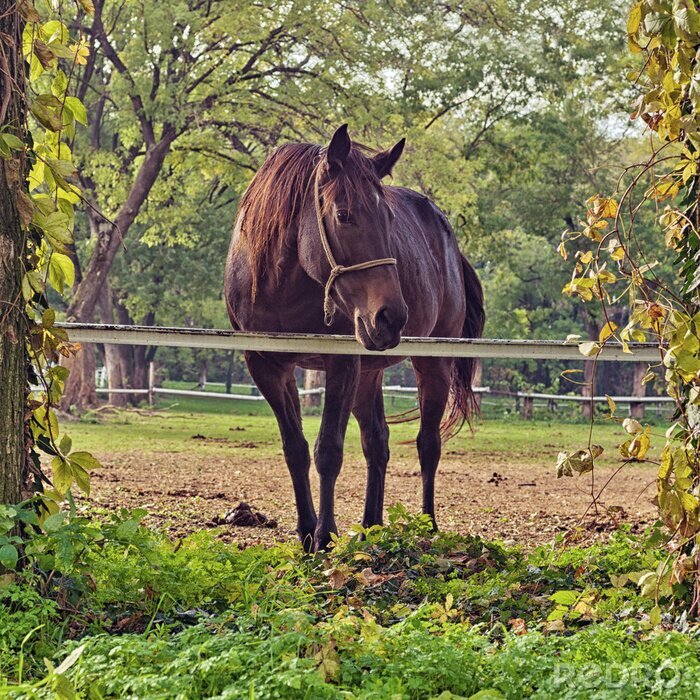 Papier peint  Cheval dans l'enclos