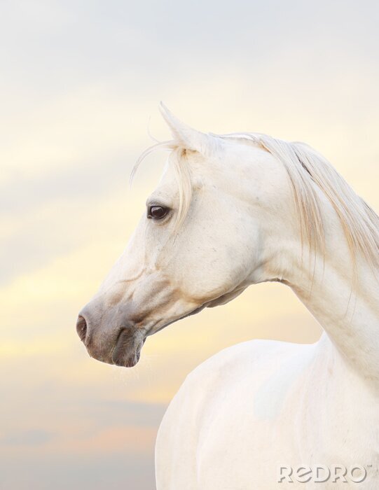 Papier peint  Cheval dans un aura rose