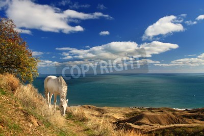 Papier peint  Cheval dans un paysage marin