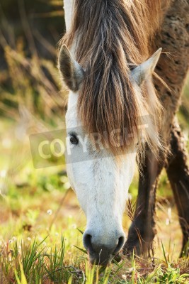 Papier peint  Cheval de Camargue blanc et brun