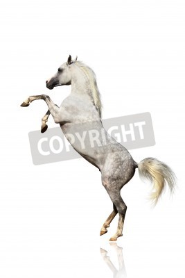 Papier peint  Cheval debout sur deux pieds