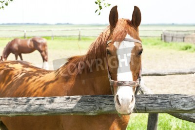 Papier peint  Cheval devant un enclos en bois