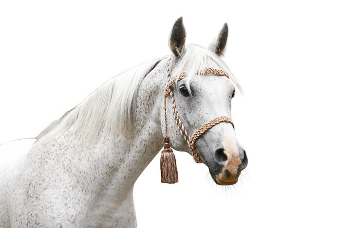 Papier peint  Cheval et bride avec des franges