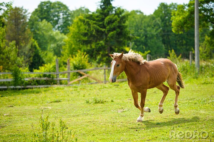 Papier peint  Cheval et paysage vert