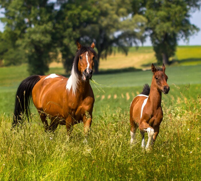 Papier peint  Cheval et poulain au milieu des herbes
