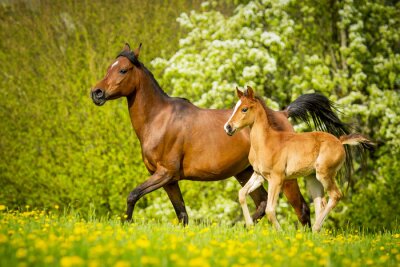 Papier peint  Cheval et poulain dans l'herbe