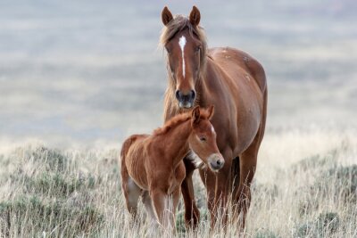Papier peint  Cheval et poulain dans le pré