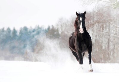 Papier peint  Cheval foncé qui court dans la neige