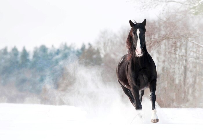 Papier peint  Cheval foncé qui court dans la neige