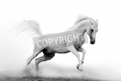 Papier peint  Cheval galopant dans le sable