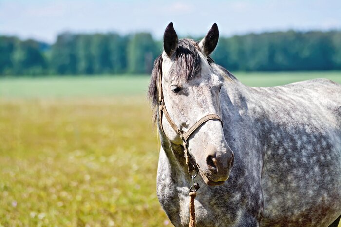 Papier peint  Cheval gris dans la prairie