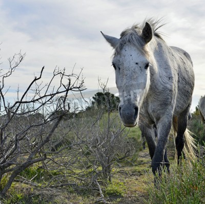 Papier peint  Cheval gris marchant au pas sur un chemin