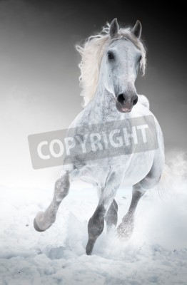 Papier peint  Cheval gris qui court dans la neige