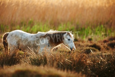 Papier peint  Cheval marchant dans le pré
