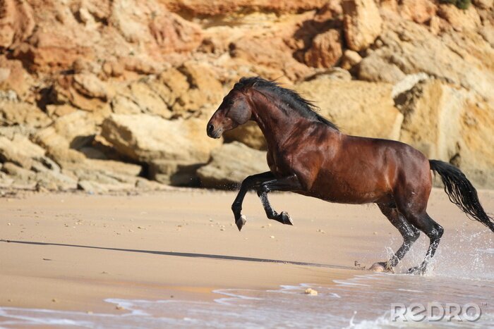 Papier peint  Cheval noir au bord de la mer